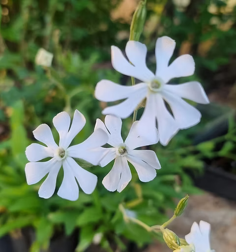 African Dream Root (Silene undulata Xhosa Herb) White Ways Campion Flower Seeds