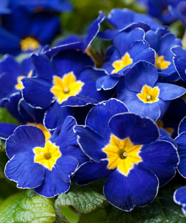 Blue Yellow Pansy Flower seeds for Planting Seasonal Bloomer, Heirloom & GMO Free Seeds for Home Garden vegetable and garden seeds
