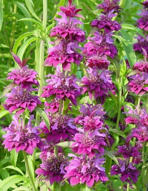 High quality Purple Lemon Bee Flower seeds for Planting Drought Tolerant, Heirloom & GMO Free Seeds for Home Garden seeds pack