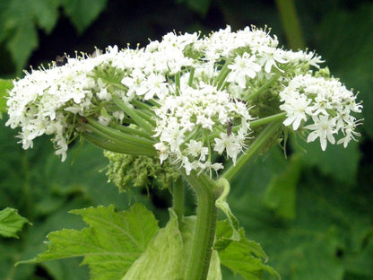 Heracleum Lanatum Flower seeds for Planting Long Bloom Season Heirloom & GMO Free Seeds for Home Garden 
 
 Sale