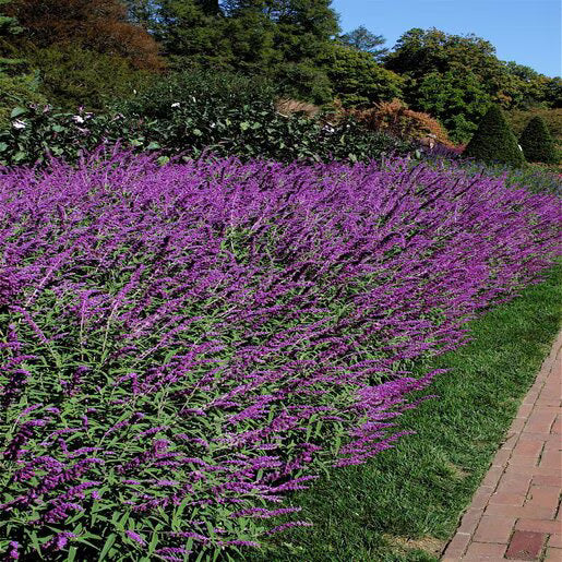 Premium Lavender Barbara Flower seeds for Planting Colorful Display, Heirloom & GMO Free Seeds for Home Garden seeds