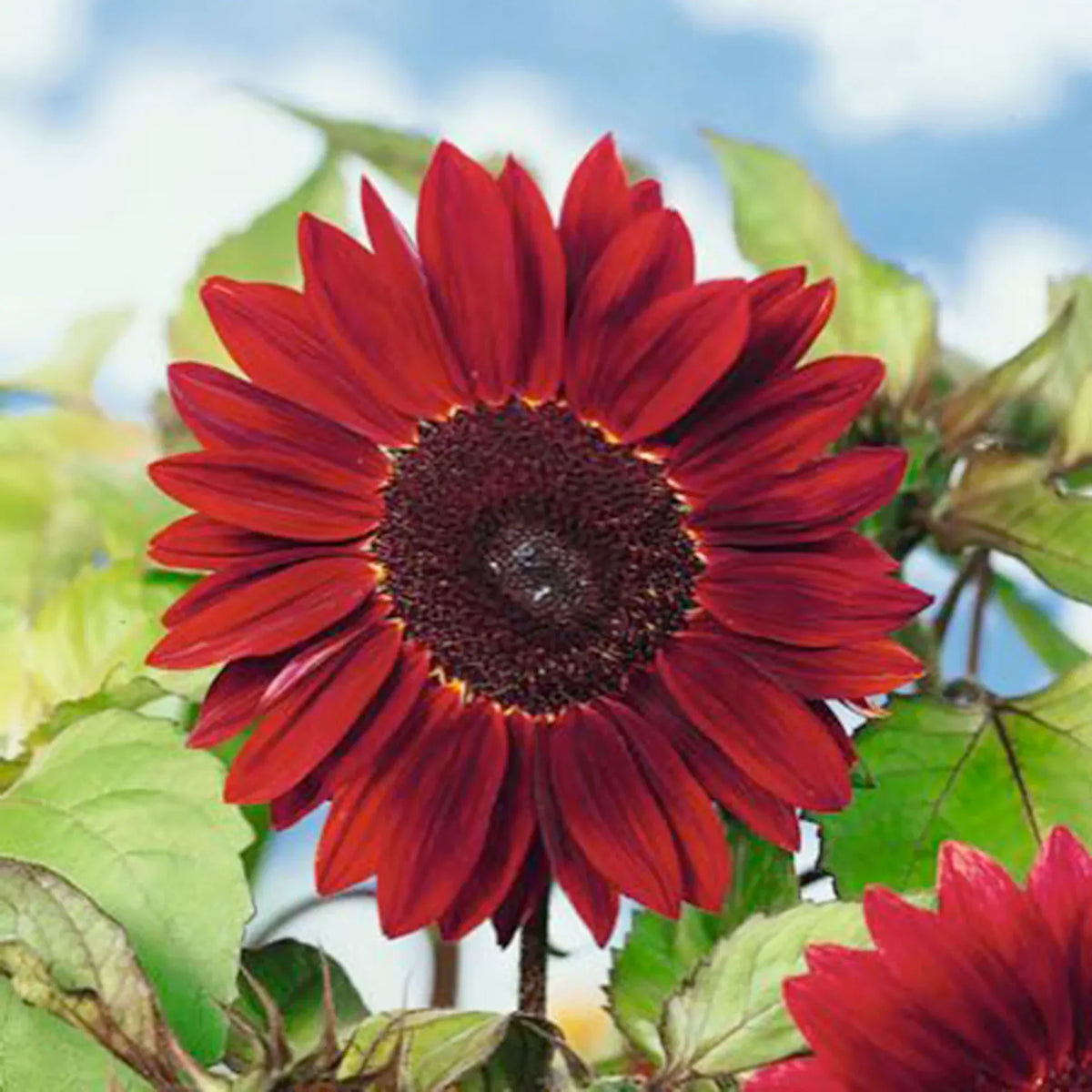 Red Mini Sunflower Seeds for Planting, Heirloom Non-GMO, High Germination Organic Garden Seeds