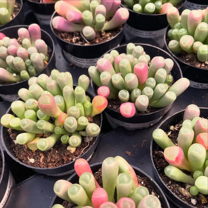 Heirloom Baby Toes Succulent Flower seeds for Planting Premium Quality Heirloom & GMO Free Seeds for Home Garden