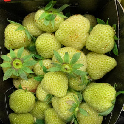Green Strawberry Seeds for Planting