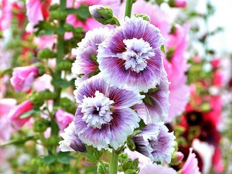 Premium White Purple Hollyhock Flower seeds for Planting Drought Tolerant, Heirloom & GMO Free Seeds for Home Garden seeds