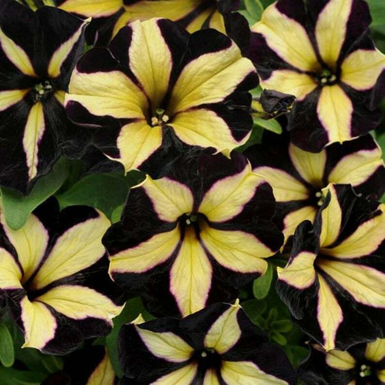 Premium Yellow Black Playmates Flower seeds for Planting Sun Loving, Heirloom & GMO Free Seeds for Home Garden seeds