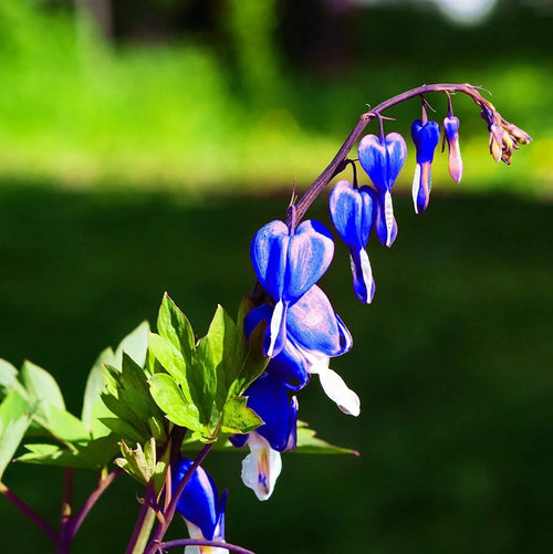 Premium Blue Bleeding Heart Flower seeds for Planting Long Bloom Season, Heirloom & GMO Free Seeds for Home Garden seeds