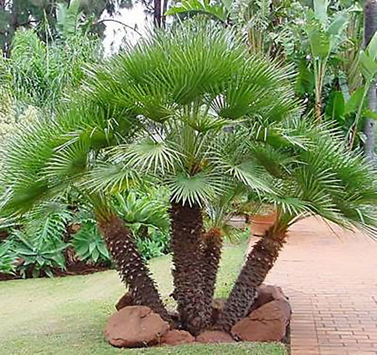 Chamaerops Humilis Tree Seeds For Planting