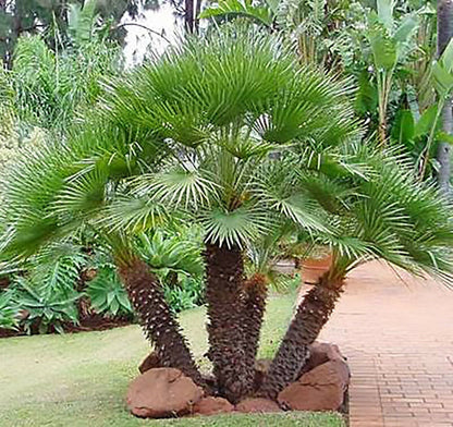 Chamaerops Humilis Tree Seeds For Planting