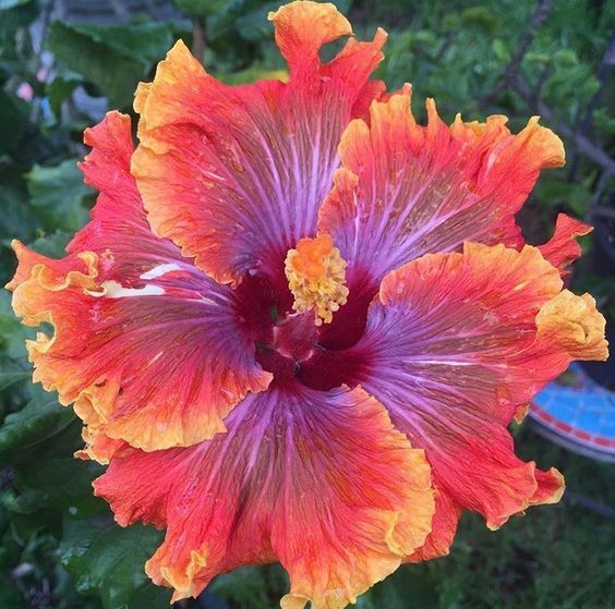Purple Orange Hibiscus Flower seeds for Planting Pollinator Friendly, Heirloom & GMO Free Seeds for Home Garden vegetable and garden seeds