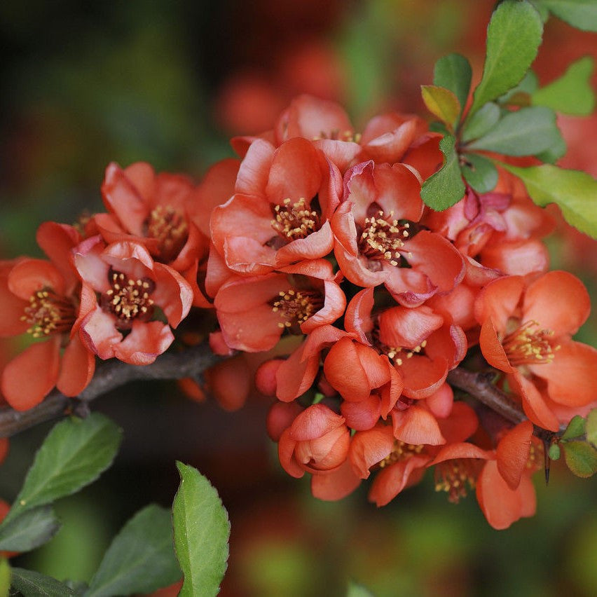 Orange Chaenomeles Flower seeds for Planting Cut Flower Favorite, Heirloom & GMO Free Seeds for Home Garden vegetable and garden seeds