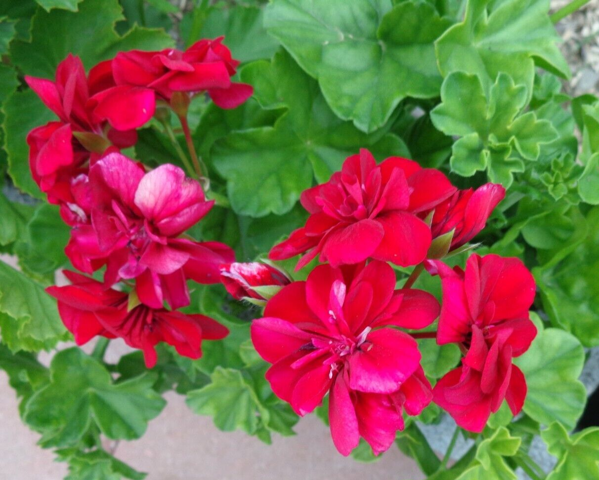 Deep Red Geranium Flower seeds for Planting Shade Tolerant, Heirloom & GMO Free Seeds for Home Garden vegetable and garden seeds