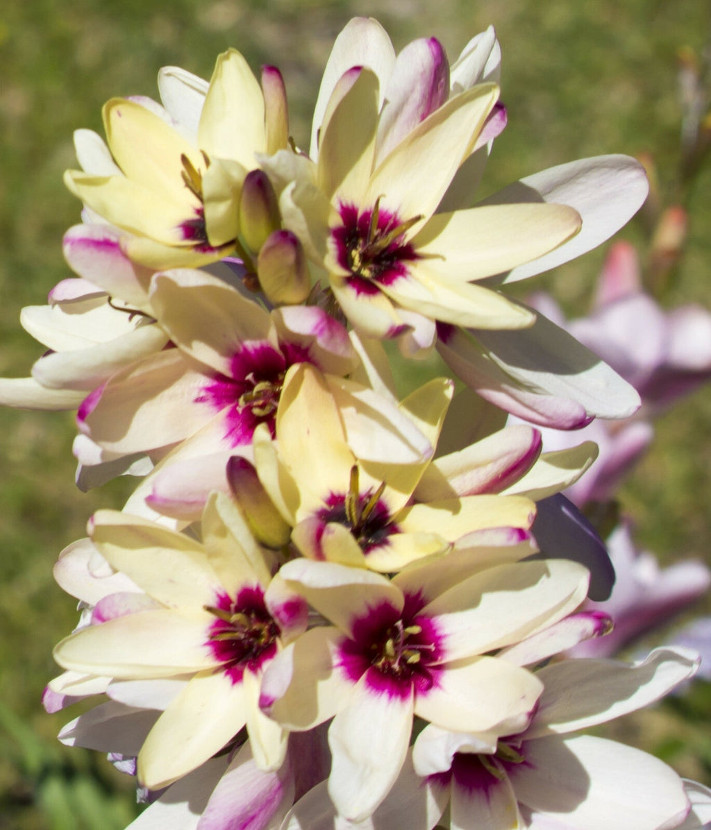 Premium Ixia Flower seeds for Planting Pollinator Friendly, Heirloom & GMO Free Seeds for Home Garden seeds