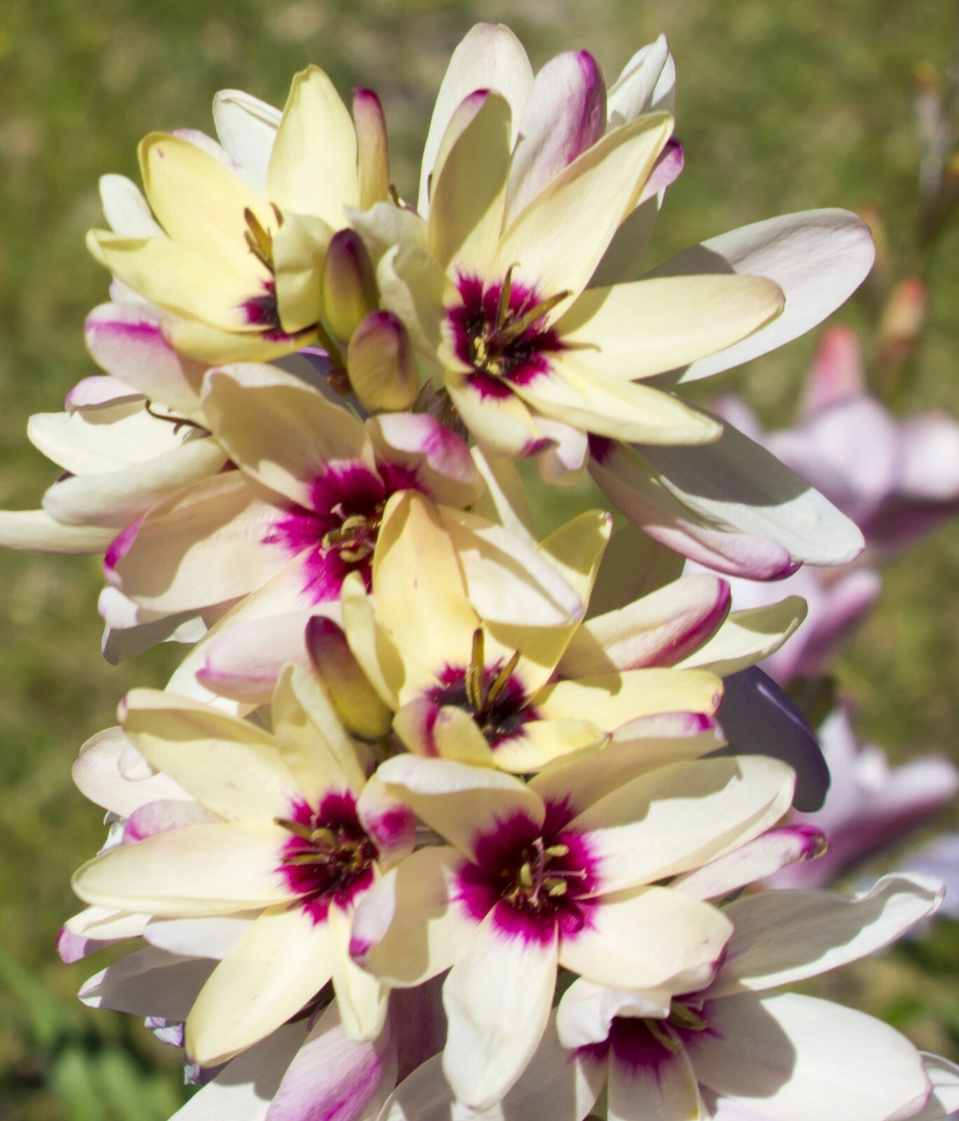 Premium Ixia Flower seeds for Planting Pollinator Friendly, Heirloom & GMO Free Seeds for Home Garden seeds