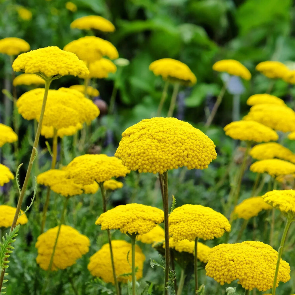 Yellow Achillea Flower seeds for Planting Bright Blooms, Heirloom & GMO Free Seeds for Home Garden vegetable and garden seeds