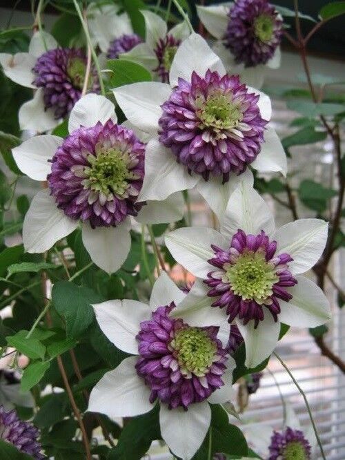 Premium Clematis White Purple Flower seeds for Planting Low Maintenance, Heirloom & GMO Free Seeds for Home Garden seeds