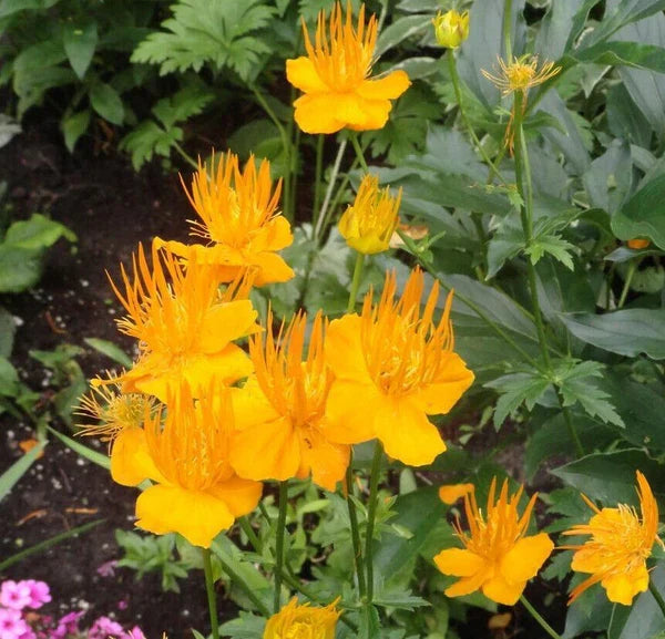 Premium Trollius Flower seeds for Planting Premium Quality, Heirloom & GMO Free Seeds for Home Garden seeds