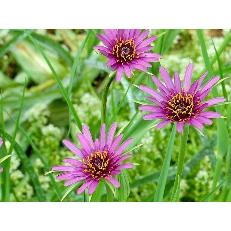 Salsify (Salsify Edible) seeds for planting in home garden