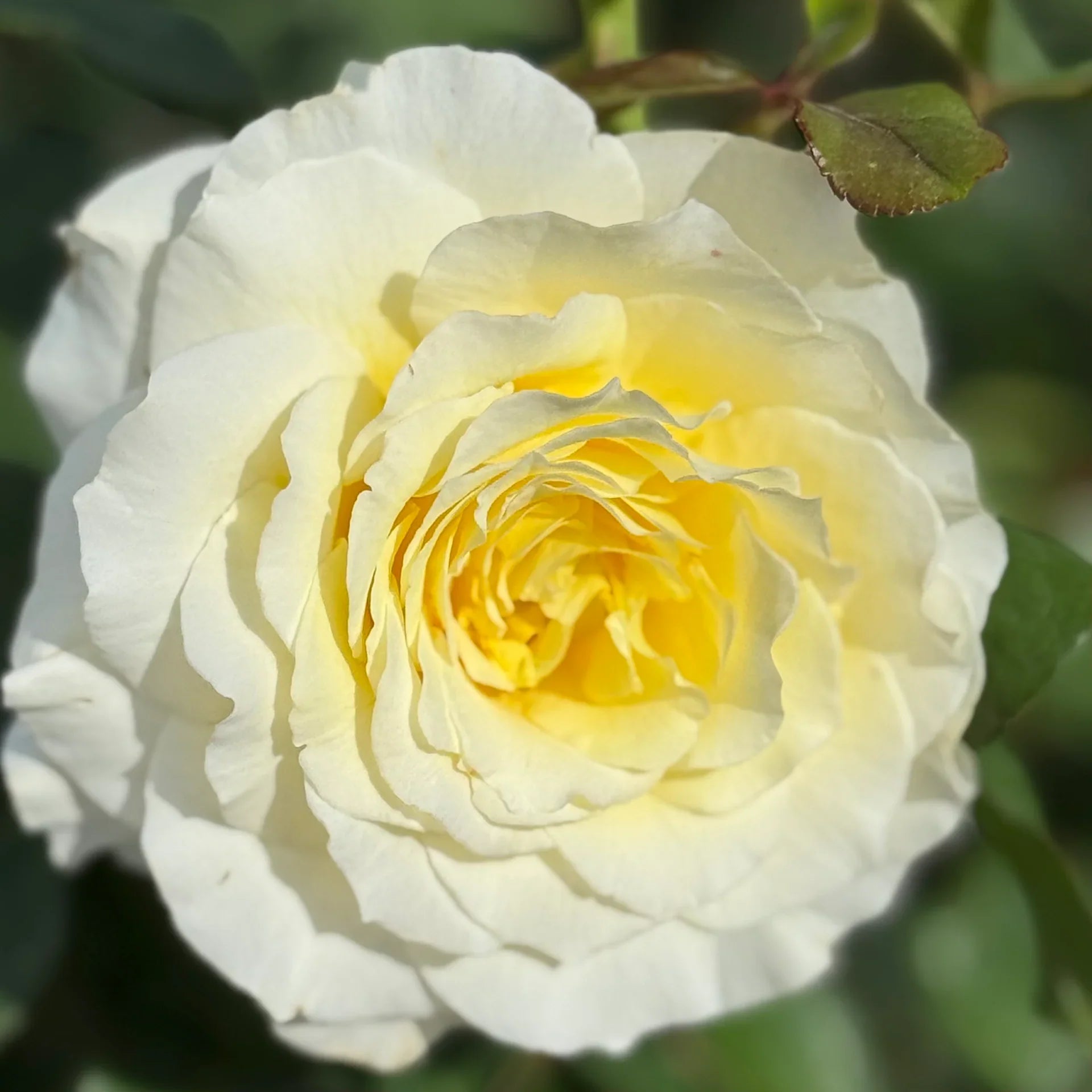Premium White Yellow Rose Flower seeds for Planting Low Maintenance, Heirloom & GMO Free Seeds for Home Garden seeds