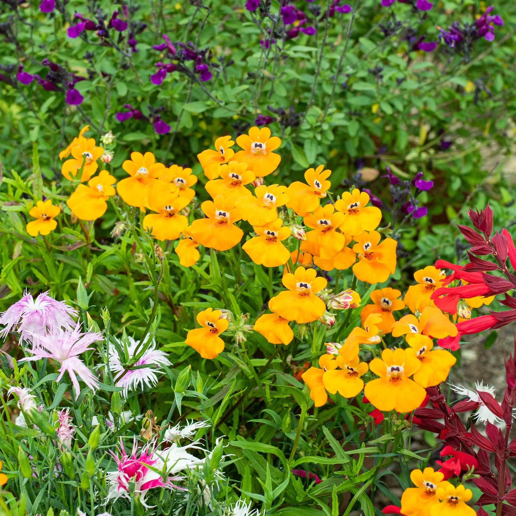 Yellow Nemesia Flower seeds for Planting Colorful Display, Heirloom & GMO Free Seeds for Home Garden vegetable and garden seeds