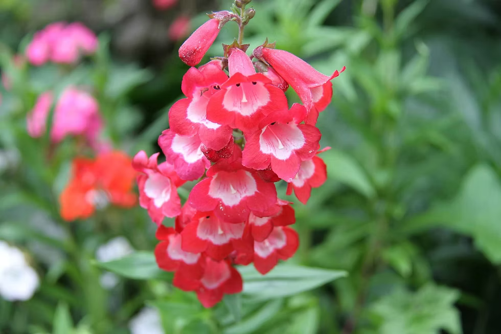 Premium Red Penstemon Flower seeds for Planting Long Bloom Season, Heirloom & GMO Free Seeds for Home Garden seeds