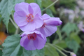 Violet Abutilon Flower seeds for Planting Bright Blooms, Heirloom & GMO Free Seeds for Home Garden seeds for planting