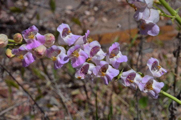 Penstemon Palmeri Flower seeds for Planting Pollinator Friendly Heirloom & GMO Free Seeds for Home Garden