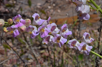 Penstemon Palmeri Flower seeds for Planting Pollinator Friendly Heirloom & GMO Free Seeds for Home Garden