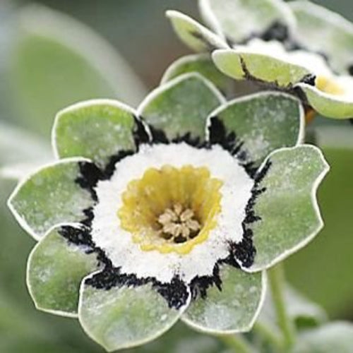 Green Shade Auricula Flower seeds for Planting Shade Tolerant, Heirloom & GMO Free Seeds for Home Garden vegetable and garden seeds