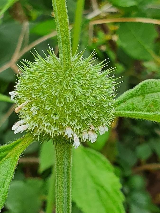 Premium Hyptis Flower seeds for Planting Sun Loving, Heirloom & GMO Free Seeds for Home Garden seeds