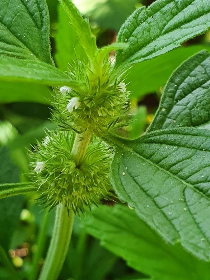 Hyptis Flower seeds for Planting Sun Loving, Heirloom & GMO Free Seeds for Home Garden seeds for planting