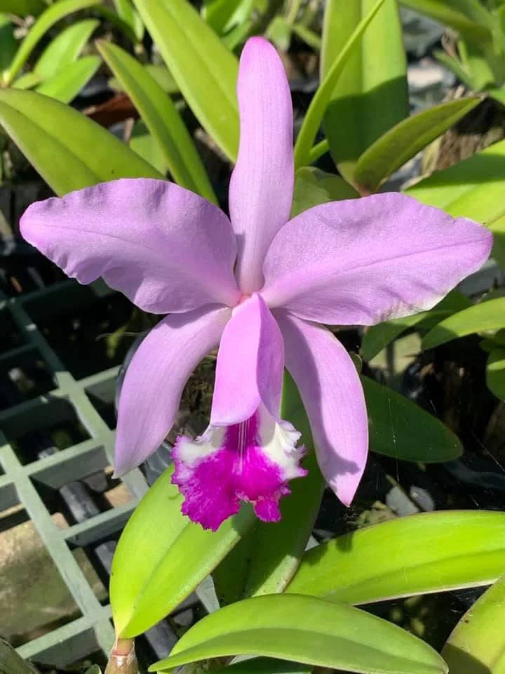 Cattleya Intermedia Flower seeds for Planting, Long Bloom Season Heirloom & GMO Free Seeds for Home Garden