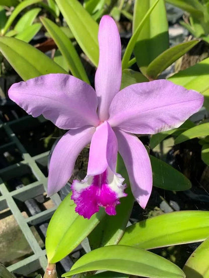 Cattleya Intermedia Flower seeds for Planting, Long Bloom Season Heirloom & GMO Free Seeds for Home Garden