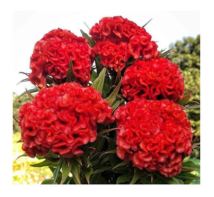 Celosia Chief Persimmon Flower seeds for Planting, Garden Favorite Heirloom & GMO Free Seeds for Home Garden