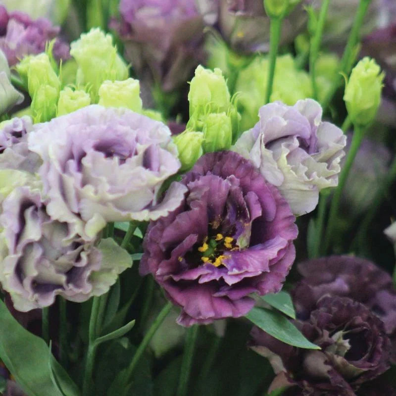 Lisianthus Roseanne Black Pearl Flower seeds for Planting Sun Loving Heirloom & GMO Free Seeds for Home GardeN