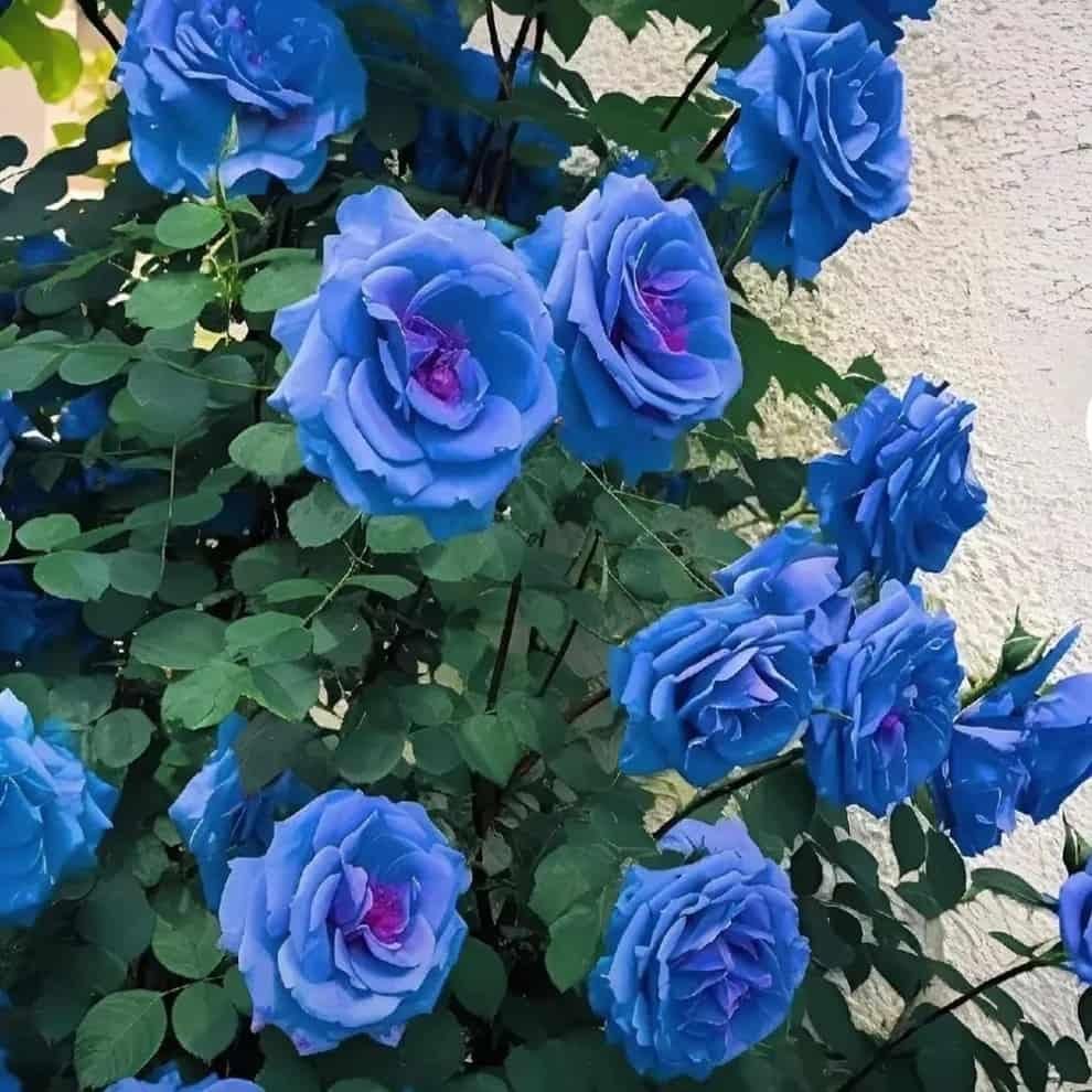 Sky Blue Climbing Rose Flower seeds for Planting Long Bloom Season, Heirloom & GMO Free Seeds for Home Garden vegetable and garden seeds