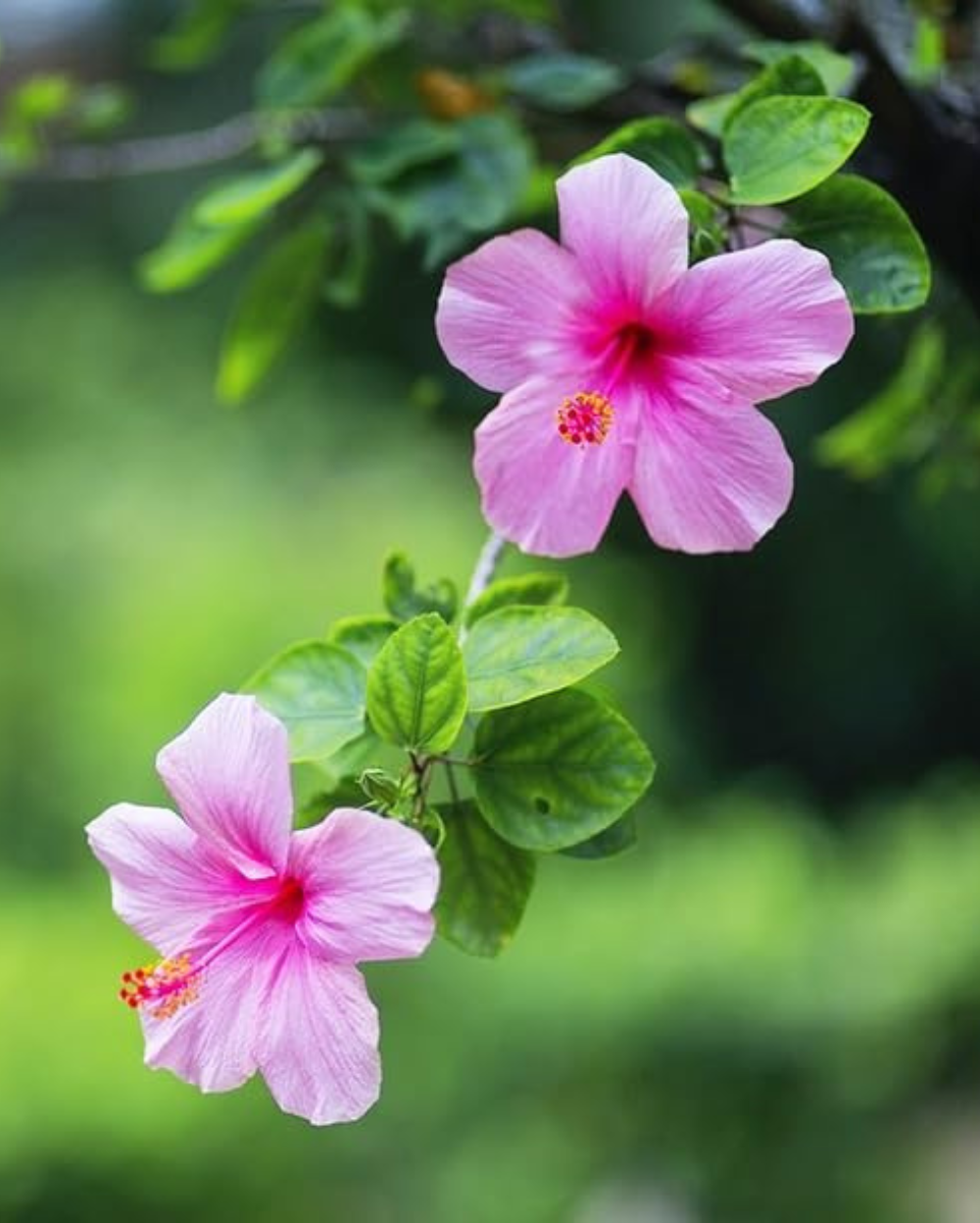 Premium Pink White Hibiscus Flower seeds for Planting Fragrant Blossoms, Heirloom & GMO Free Seeds for Home Garden seeds