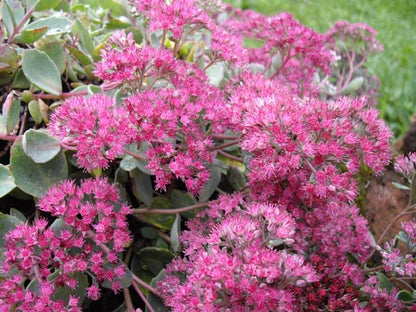 Carpet Sedum Flower seeds for Planting Cut Flower Favorite Heirloom & GMO Free Seeds for Home Garden