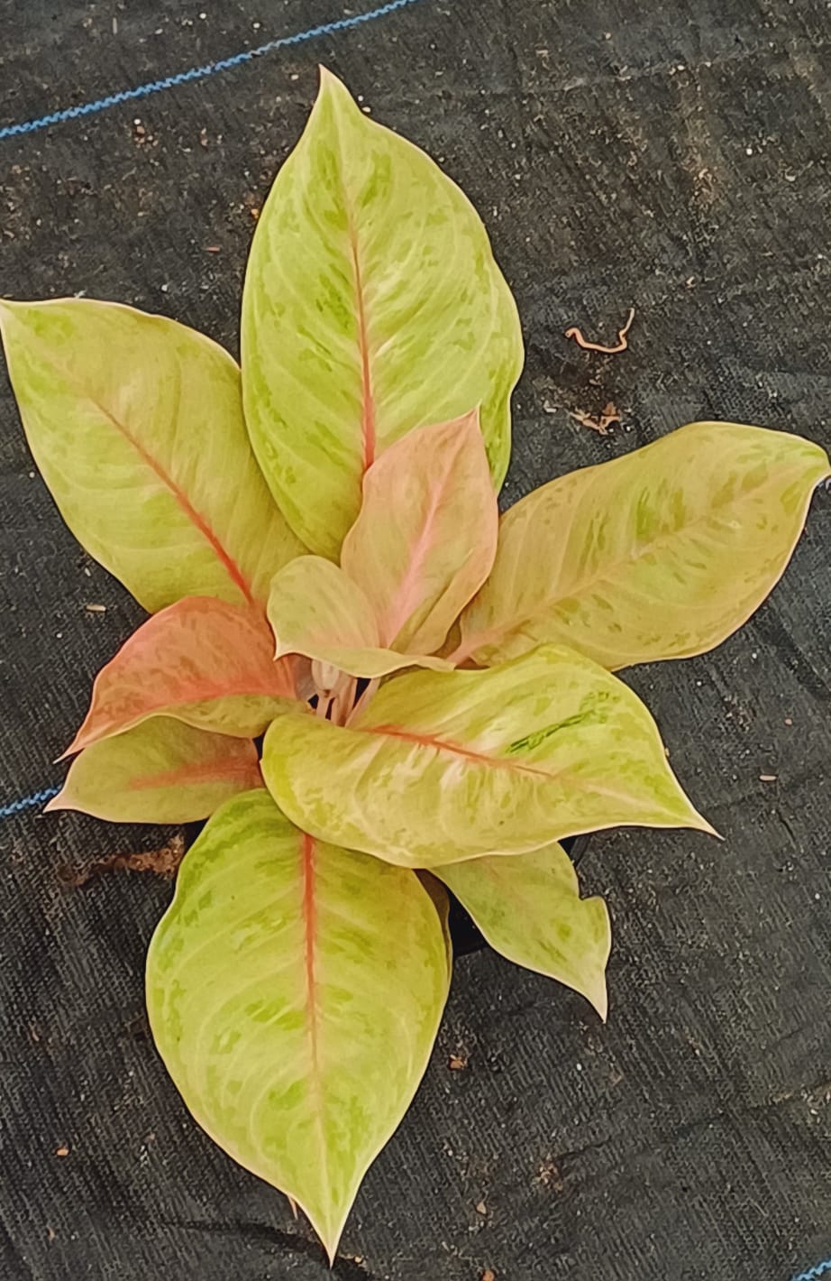 Premium Yellow Aglaonema Flower seeds for Planting Compact Growth, Heirloom & GMO Free Seeds for Home Garden seeds
