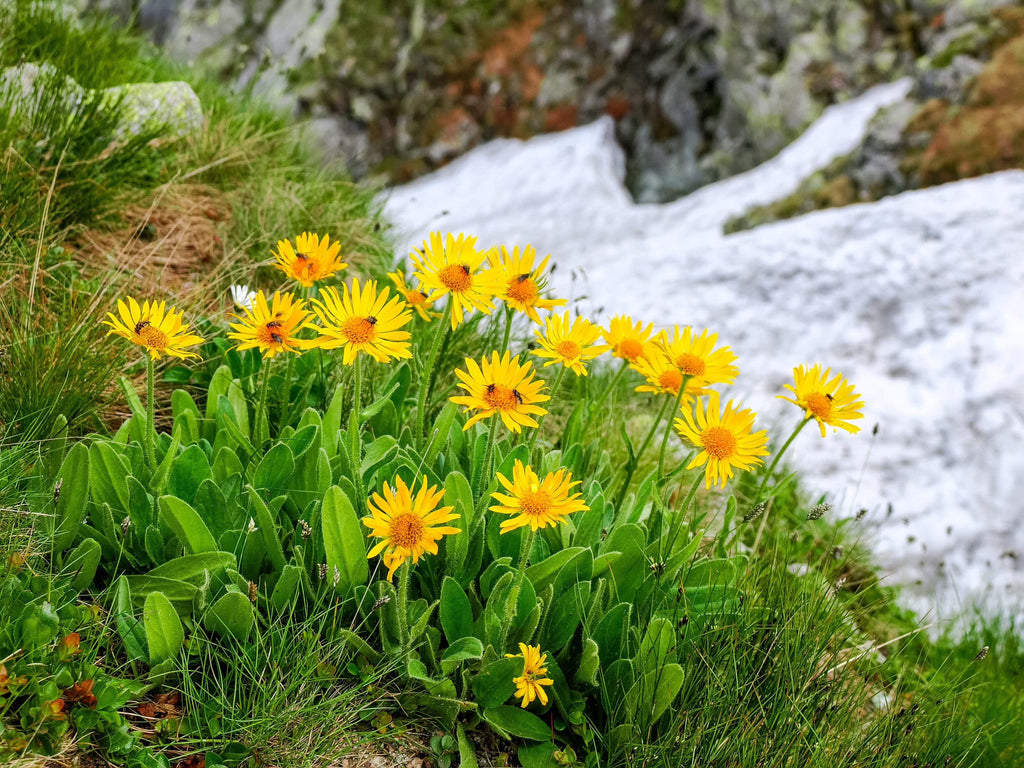 Arnica Montana Flower seeds for Planting Wildflower Mix, Heirloom & GMO Free Seeds for Home Garden vegetable and garden seeds
