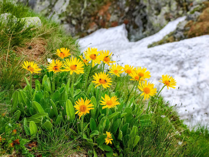 Arnica Montana Flower seeds for Planting Wildflower Mix, Heirloom & GMO Free Seeds for Home Garden vegetable and garden seeds