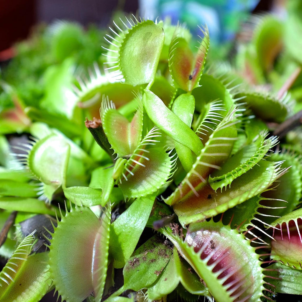 Venus Fly Trap Flower seeds for Planting Cut Flower Favorite, Heirloom & GMO Free Seeds for Home Garden seeds for planting