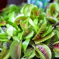 Venus Fly Trap Flower seeds for Planting Cut Flower Favorite, Heirloom & GMO Free Seeds for Home Garden seeds for planting