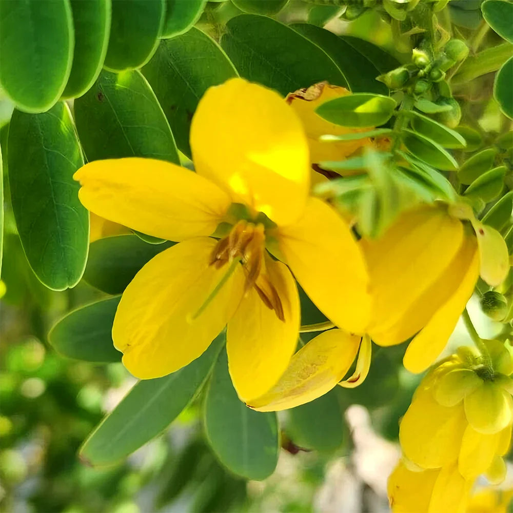Semen Cassiae Flower seeds for Planting Long Bloom Season, Heirloom & GMO Free Seeds for Home Garden seeds for planting