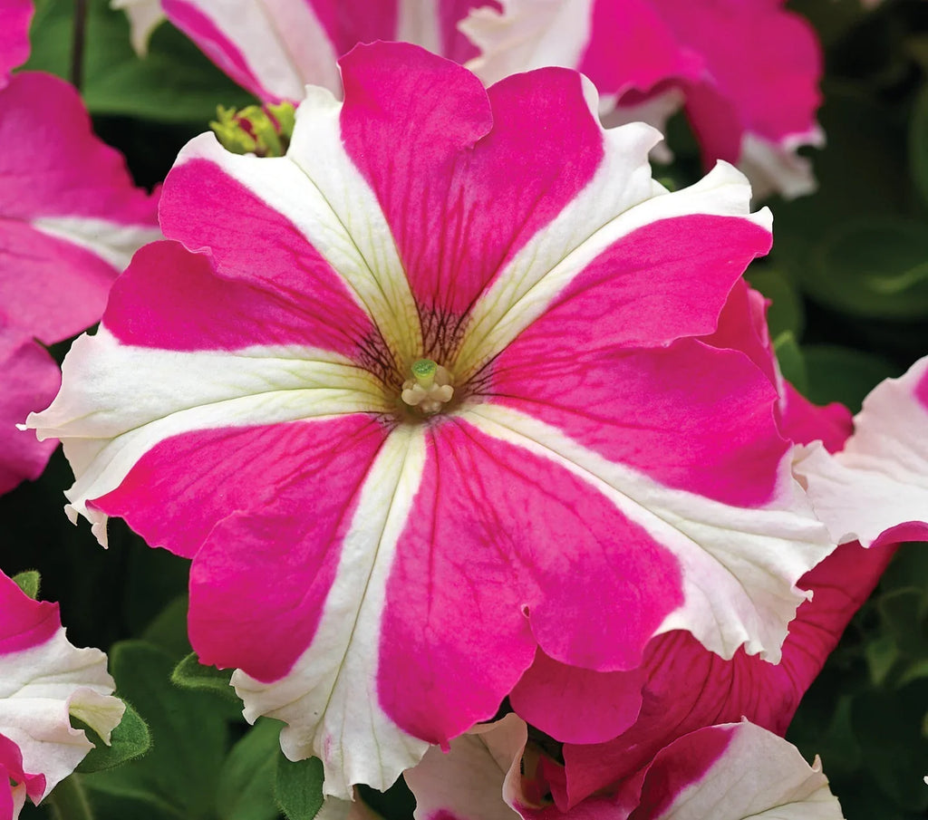 Premium Petunia Pink & White Flower seeds for Planting Compact Growth, Heirloom & GMO Free Seeds for Home Garden seeds