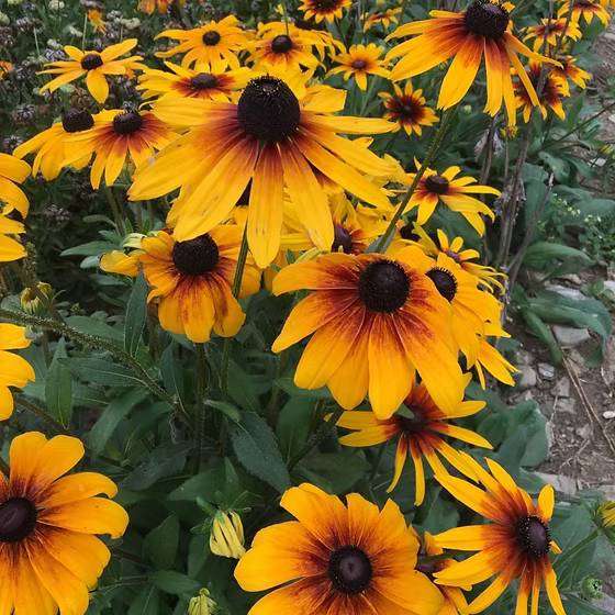 Mixed Rudbeckia Flower seeds for Planting Compact Growth, Heirloom & GMO Free Seeds for Home Garden vegetable and garden seeds