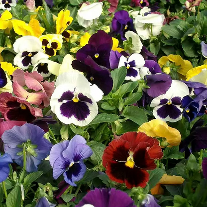 Mixed Pansy Swiss Flower seeds for Planting - Low Maintenance, Heirloom & GMO Free Seeds for Home Garden