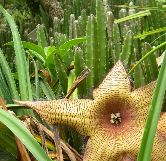 Yellow Stapelia Flower seeds for Planting Hardy Variety Heirloom & GMO Free Seeds for Home Garden 
 
 Sale