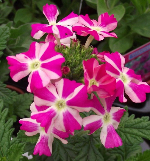 Pink Verbena Flower seeds for Planting Premium Quality, Heirloom & GMO Free Seeds for Home Garden vegetable and garden seeds