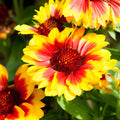 Mixed Rudbeckia Flower seeds for Planting Compact Growth, Heirloom & GMO Free Seeds for Home Garden seeds for planting
